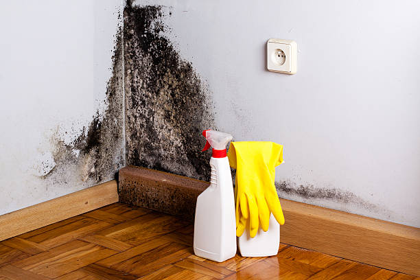 Best Bathroom Mold Remediation in Waukon, IA