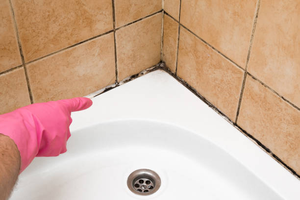 Best Residential Mold Remediation in Waukon, IA